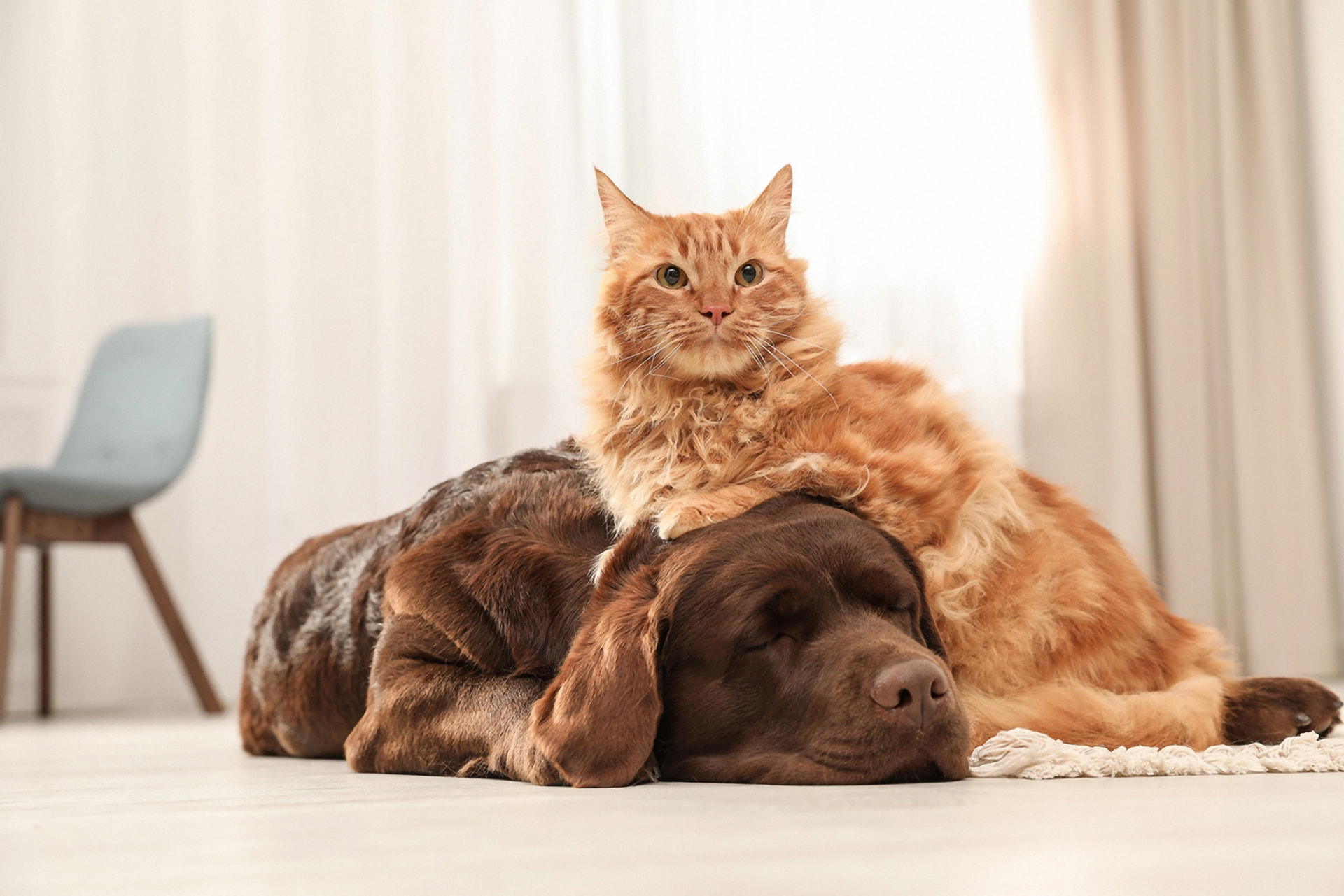 Chat et chien chez le vétérinaire